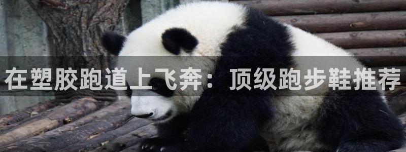 尊龙 6：在塑胶跑道上飞奔：顶级跑步鞋推荐